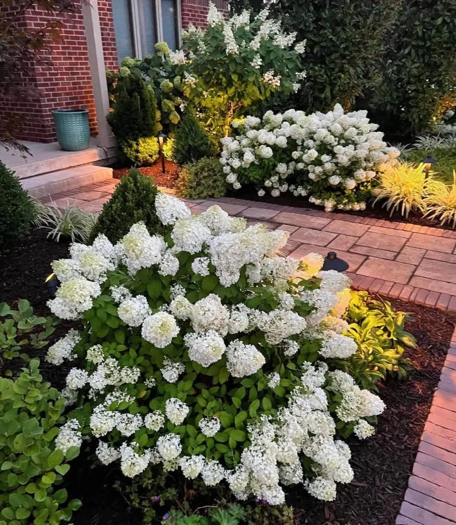 White hydrangeas illuminated by landscape lighting along brick walkway